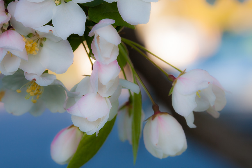 Spring